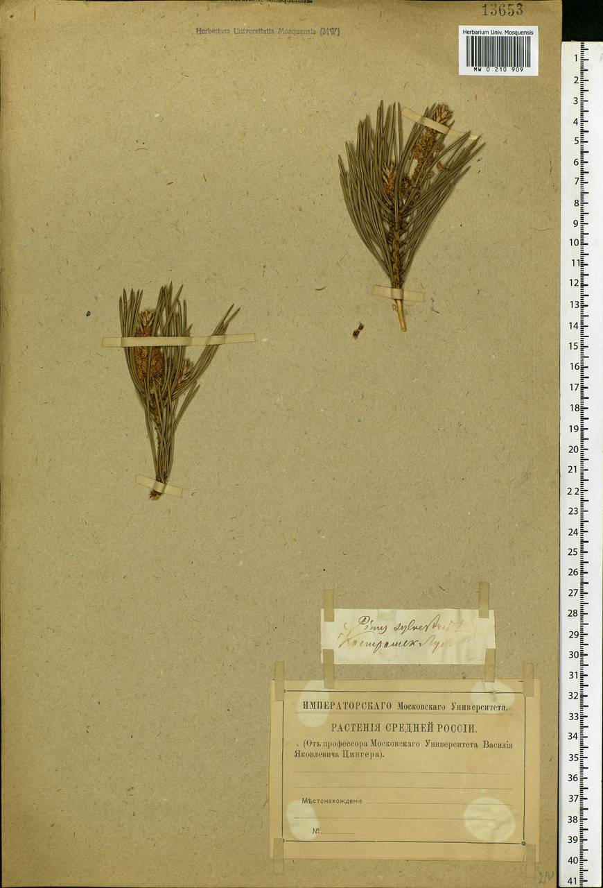 Pinus sylvestris L., Eastern Europe, Central forest region (E5) (Russia)