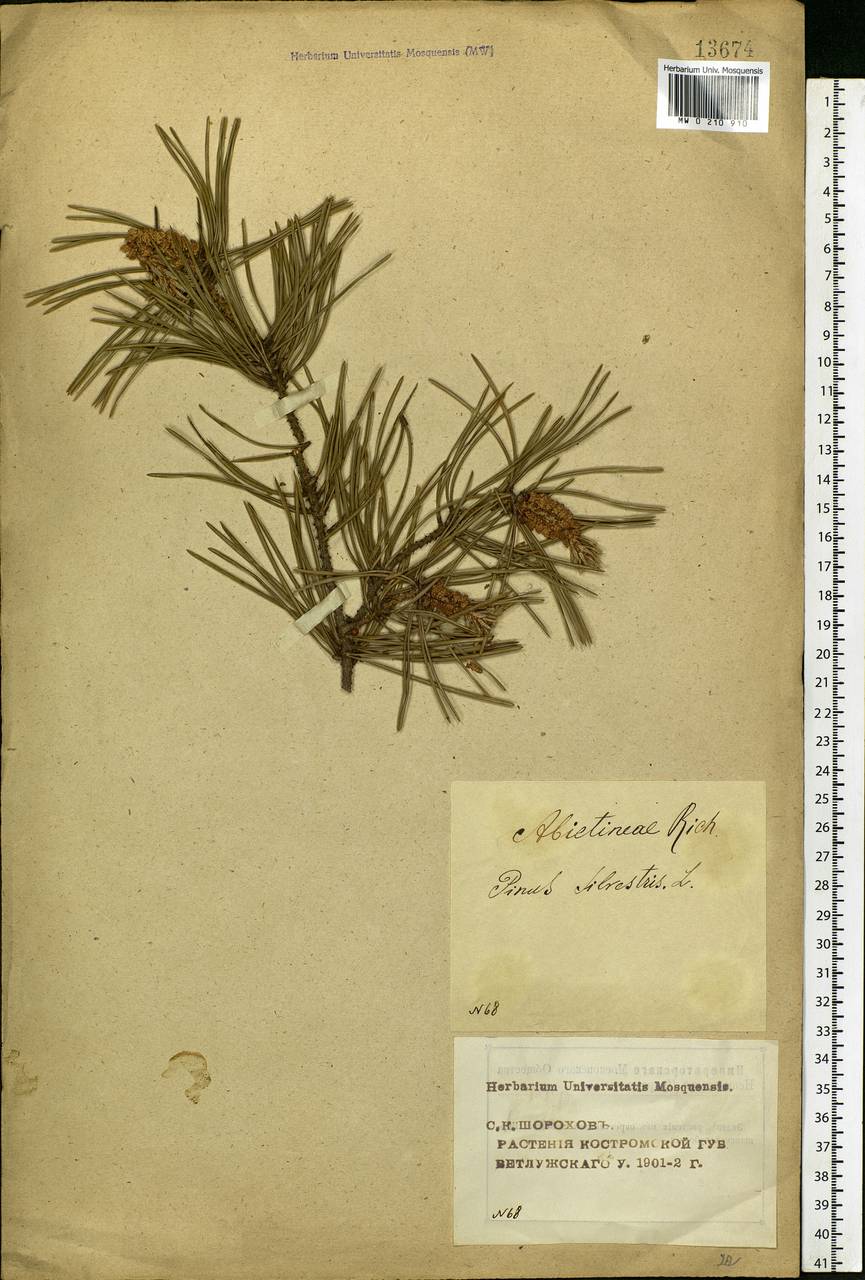 Pinus sylvestris L., Eastern Europe, Volga-Kama region (E7) (Russia)