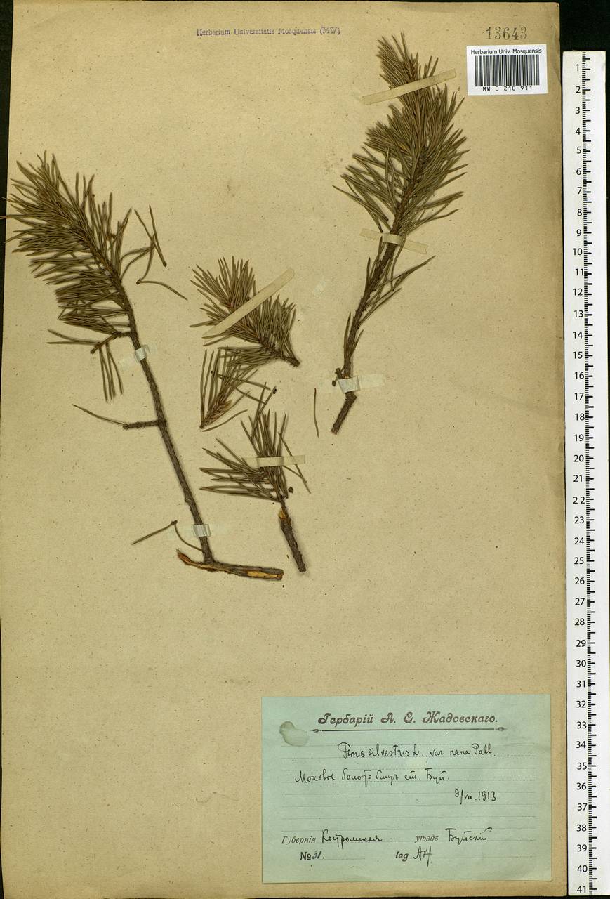 Pinus sylvestris L., Eastern Europe, Central forest region (E5) (Russia)