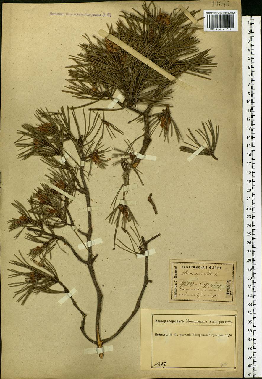 Pinus sylvestris L., Eastern Europe, Central forest region (E5) (Russia)