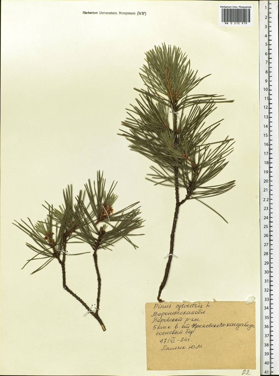 Pinus sylvestris L., Eastern Europe, Central forest-and-steppe region (E6) (Russia)