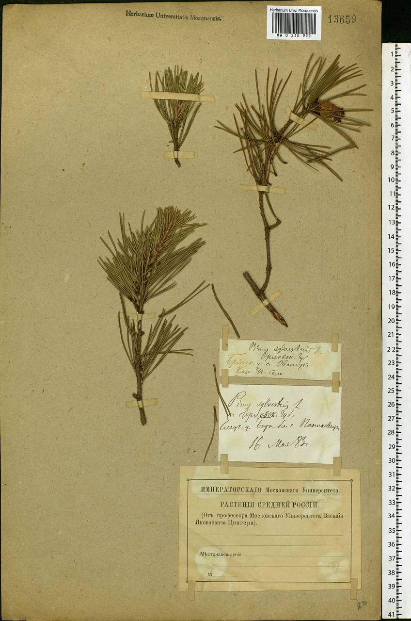 Pinus sylvestris L., Eastern Europe, Western region (E3) (Russia)