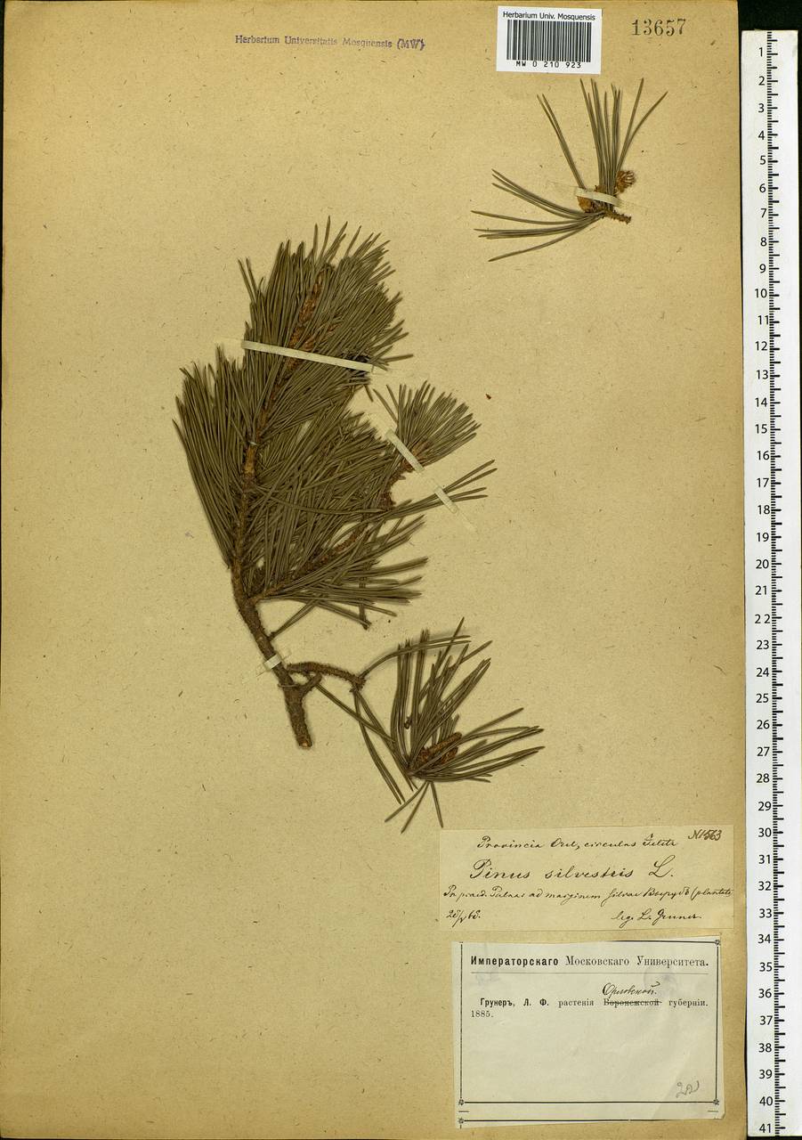 Pinus sylvestris L., Eastern Europe, Central forest-and-steppe region (E6) (Russia)