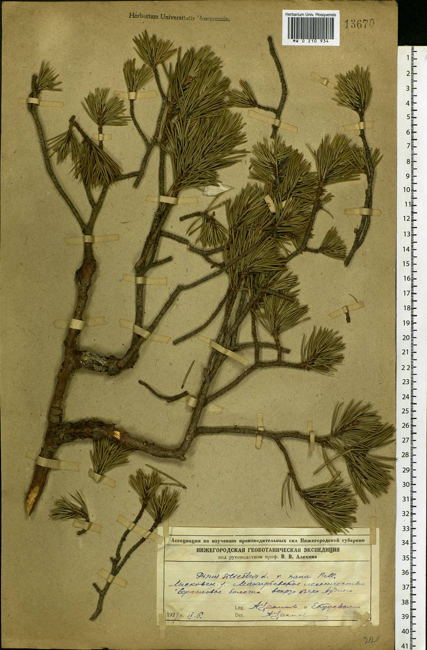 Pinus sylvestris L., Eastern Europe, Volga-Kama region (E7) (Russia)