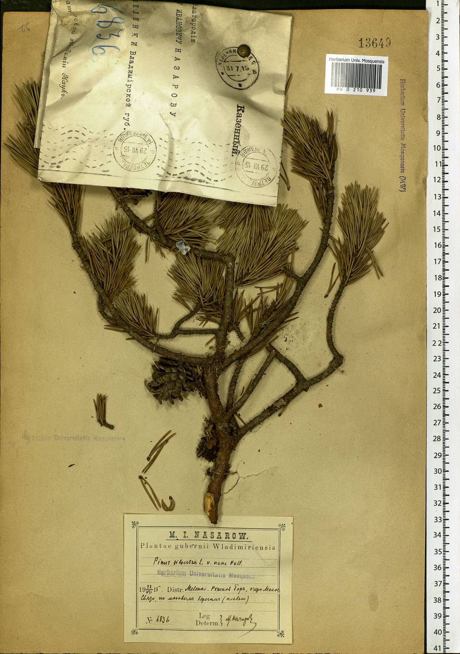 Pinus sylvestris L., Eastern Europe, Volga-Kama region (E7) (Russia)