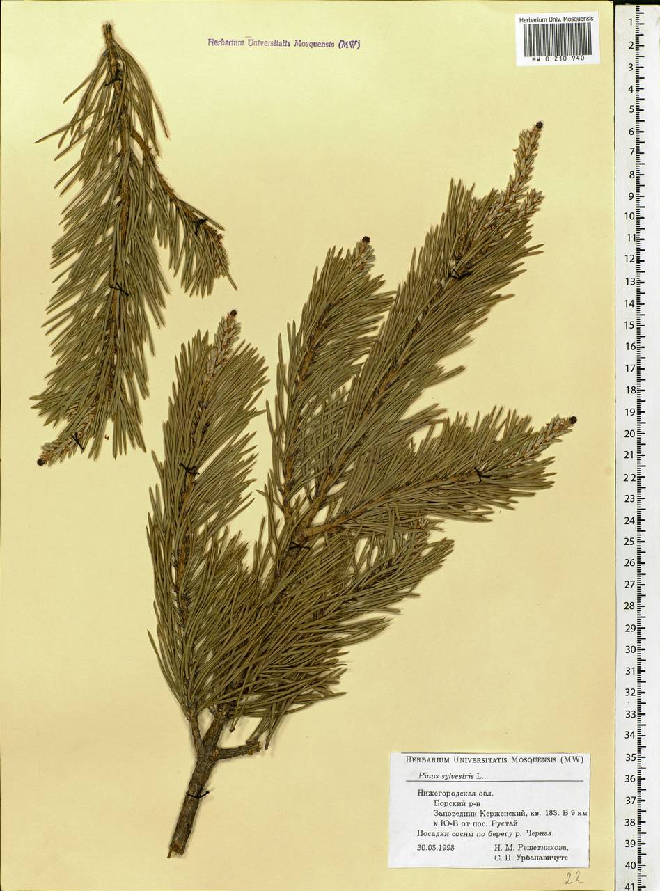 Pinus sylvestris L., Eastern Europe, Volga-Kama region (E7) (Russia)