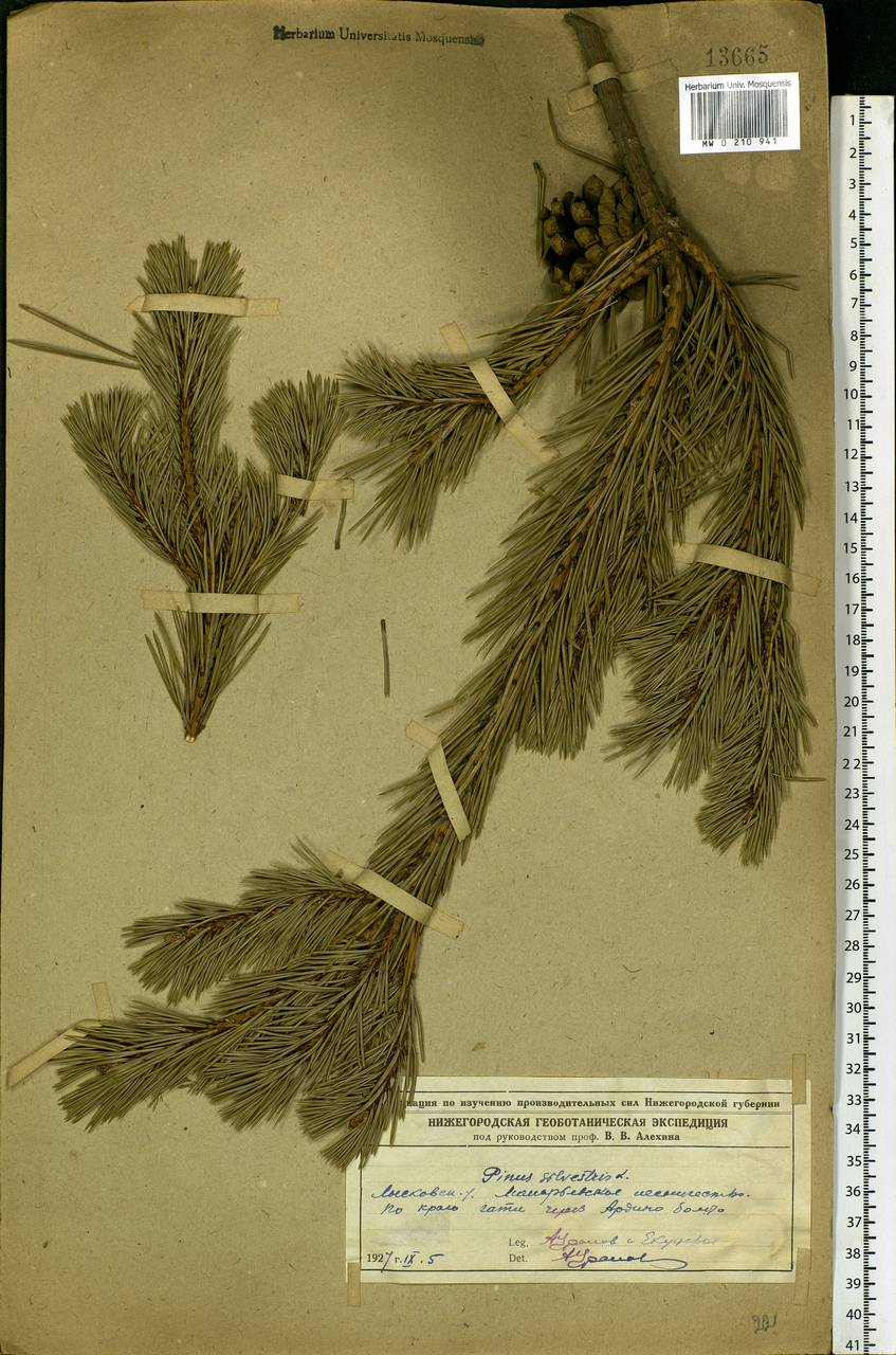 Pinus sylvestris L., Eastern Europe, Volga-Kama region (E7) (Russia)