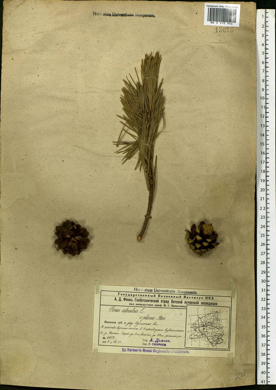 Pinus sylvestris L., Eastern Europe, Volga-Kama region (E7) (Russia)