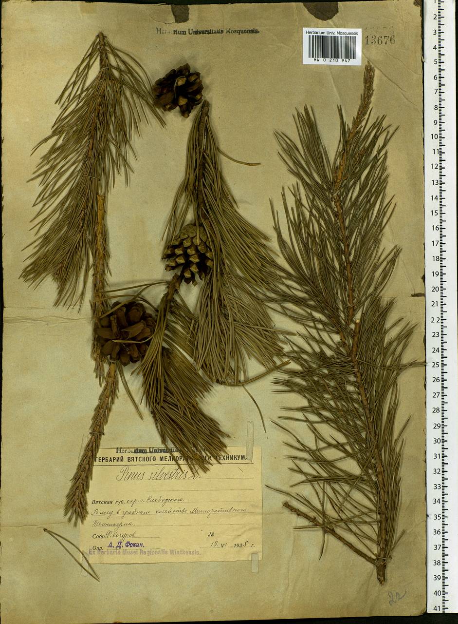 Pinus sylvestris L., Eastern Europe, Volga-Kama region (E7) (Russia)