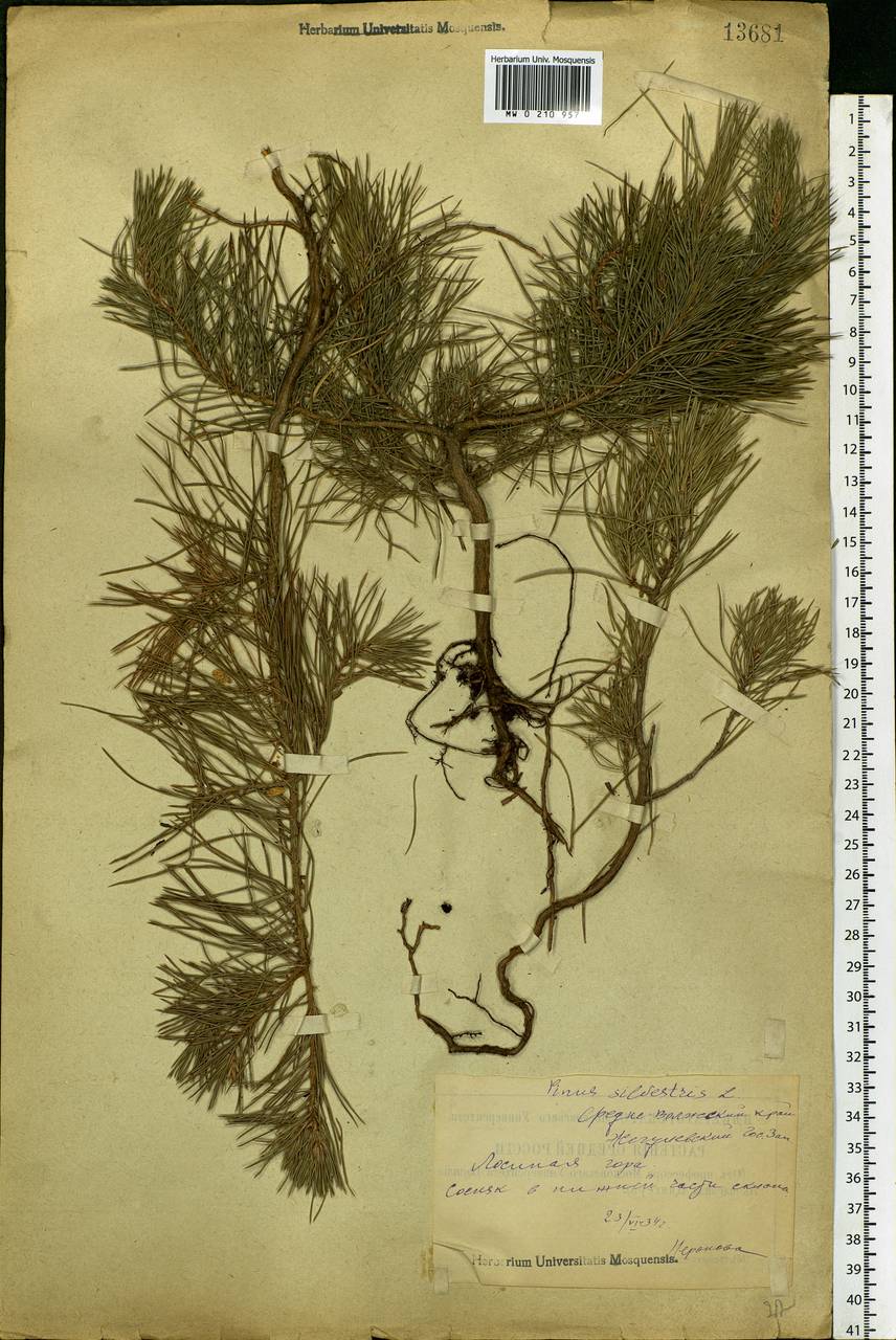 Pinus sylvestris L., Eastern Europe, Middle Volga region (E8) (Russia)