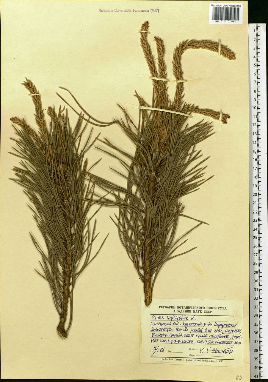 Pinus sylvestris L., Eastern Europe, Middle Volga region (E8) (Russia)