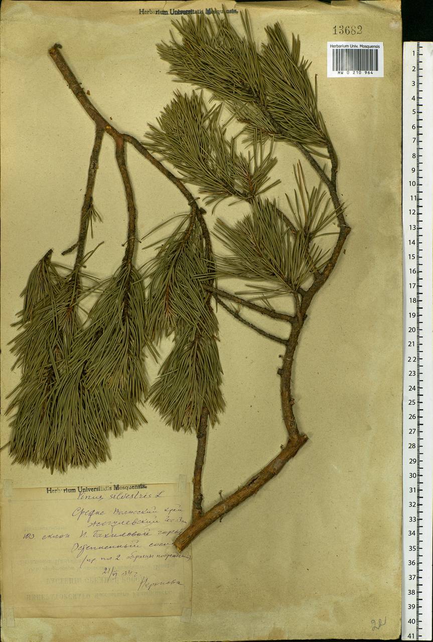 Pinus sylvestris L., Eastern Europe, Middle Volga region (E8) (Russia)