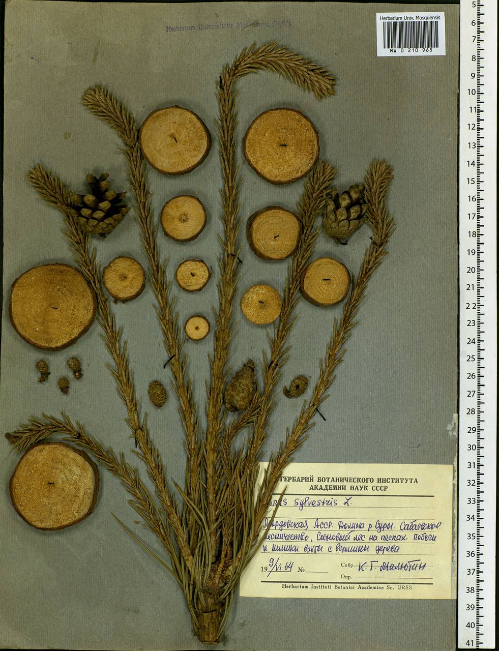 Pinus sylvestris L., Eastern Europe, Middle Volga region (E8) (Russia)
