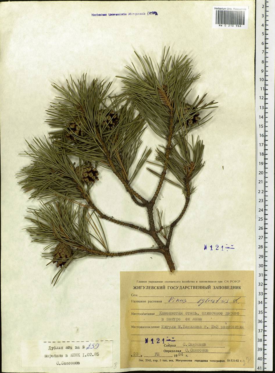 Pinus sylvestris L., Eastern Europe, Middle Volga region (E8) (Russia)