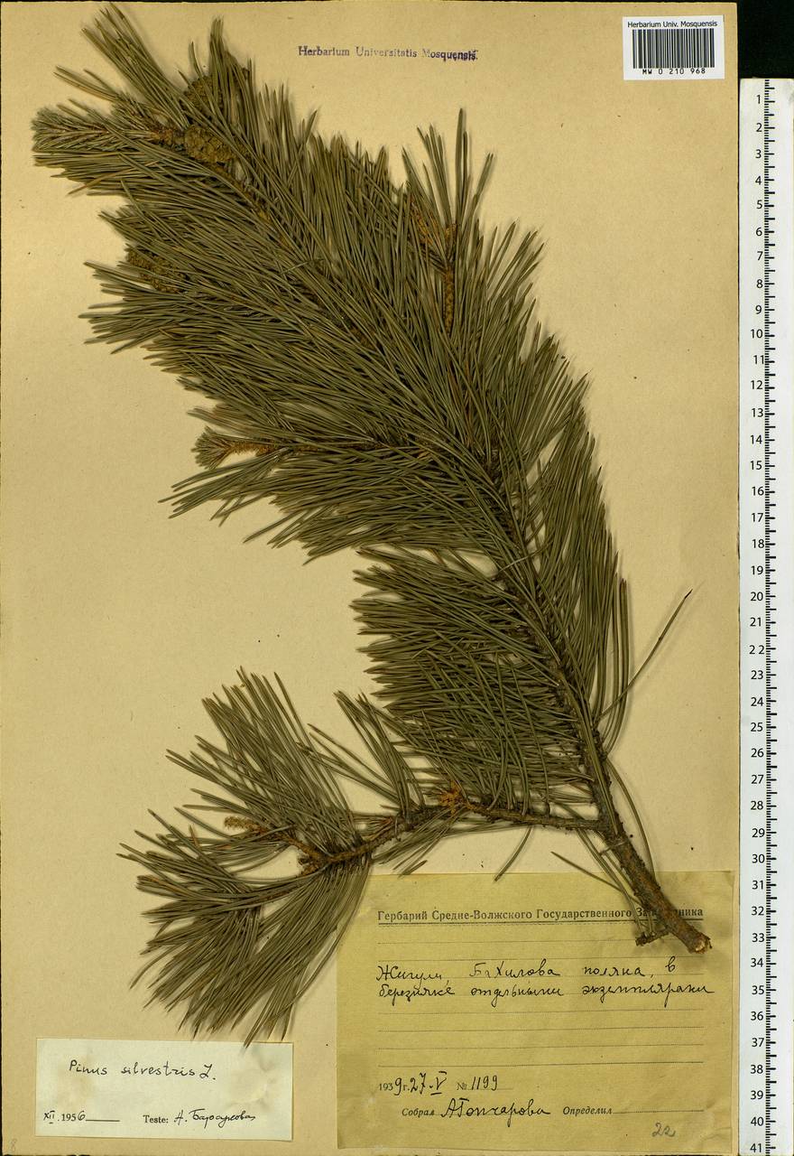 Pinus sylvestris L., Eastern Europe, Middle Volga region (E8) (Russia)