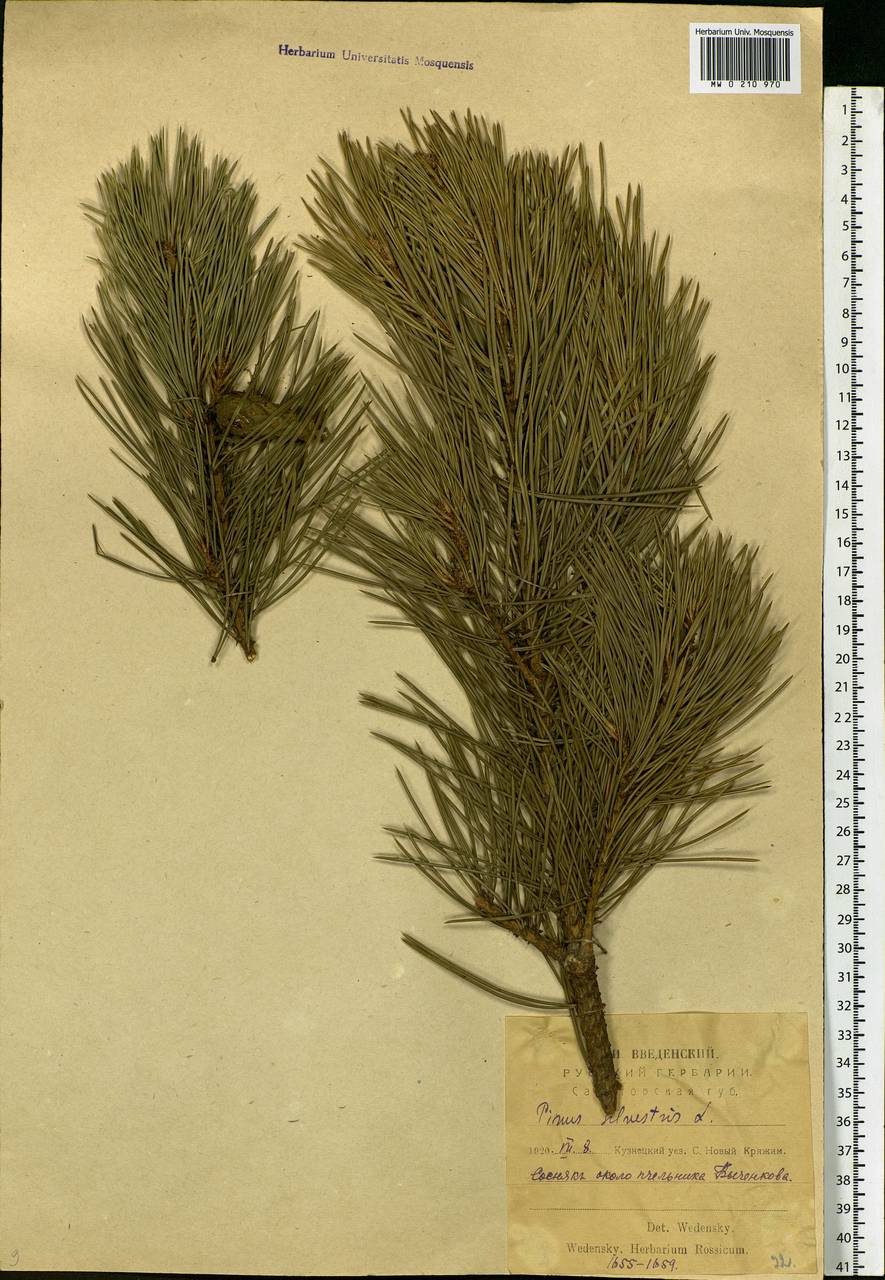 Pinus sylvestris L., Eastern Europe, Middle Volga region (E8) (Russia)