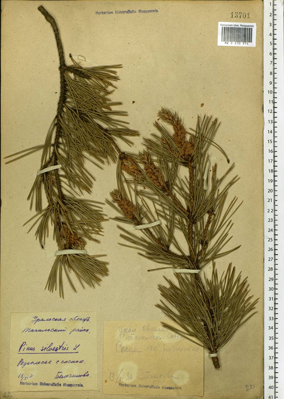 Pinus sylvestris L., Eastern Europe, Eastern region (E10) (Russia)