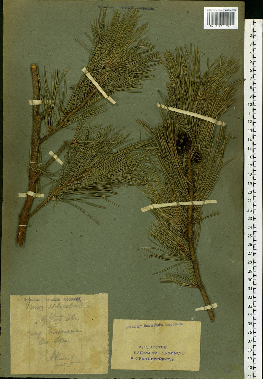 Pinus sylvestris L., Eastern Europe, Eastern region (E10) (Russia)