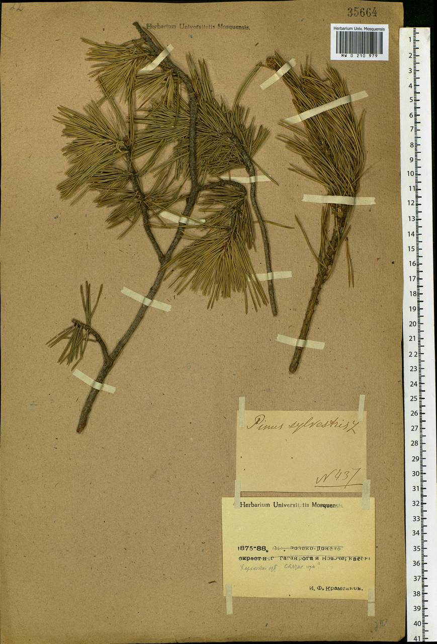 Pinus sylvestris L., Eastern Europe, South Ukrainian region (E12) (Ukraine)