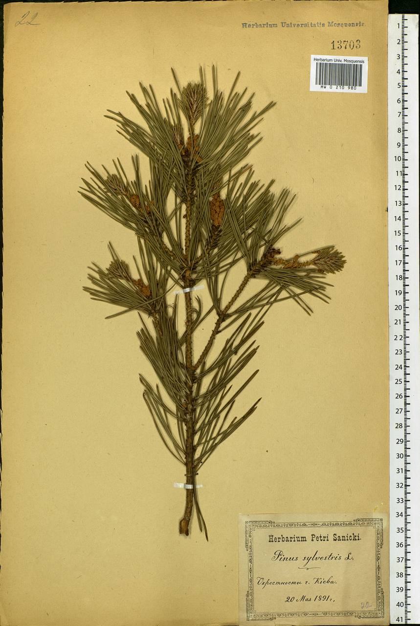 Pinus sylvestris L., Eastern Europe, North Ukrainian region (E11) (Ukraine)