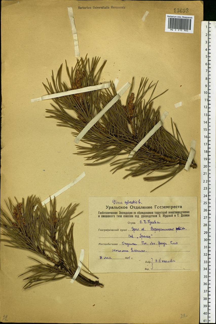 Pinus sylvestris L., Eastern Europe, Eastern region (E10) (Russia)