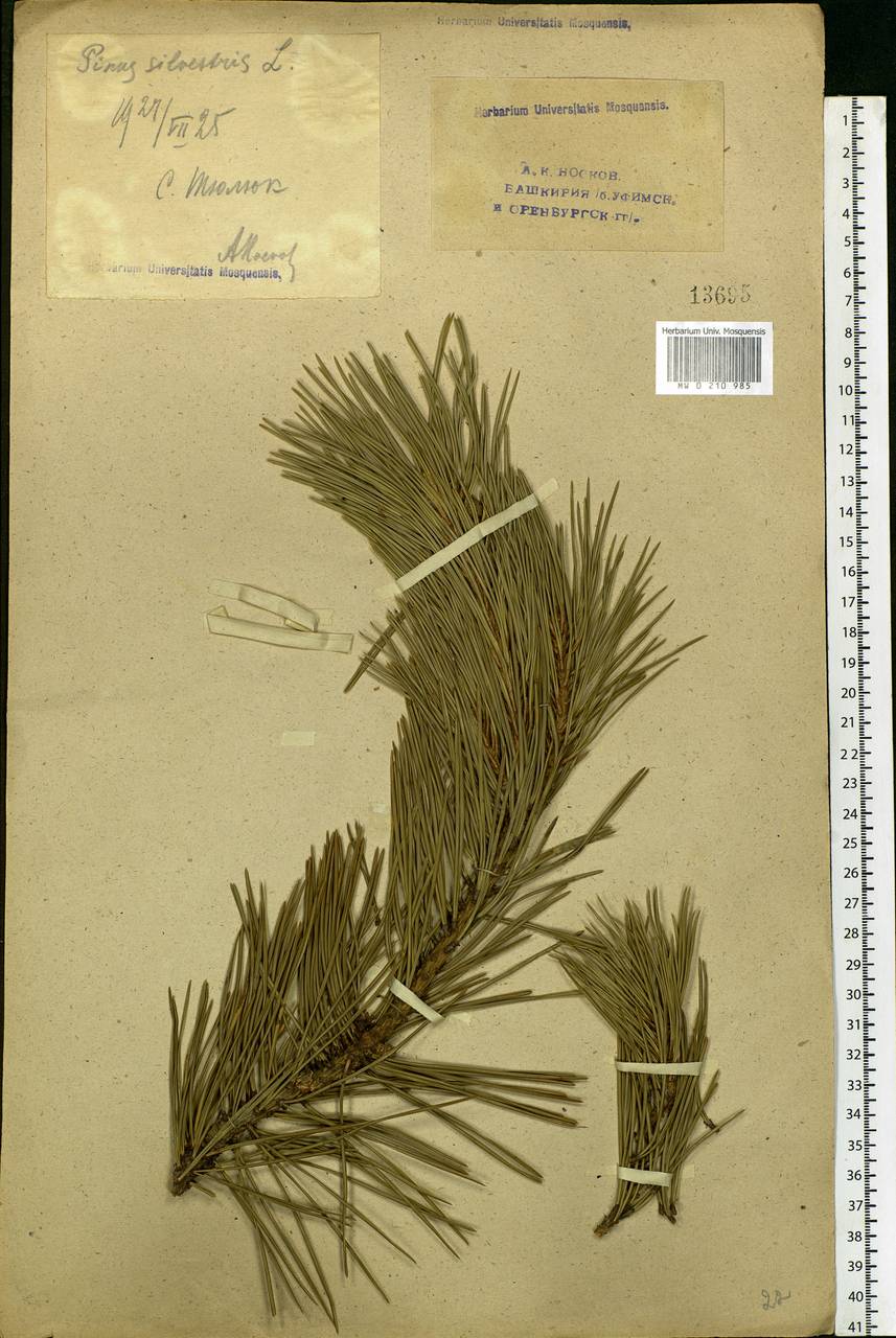 Pinus sylvestris L., Eastern Europe, Eastern region (E10) (Russia)