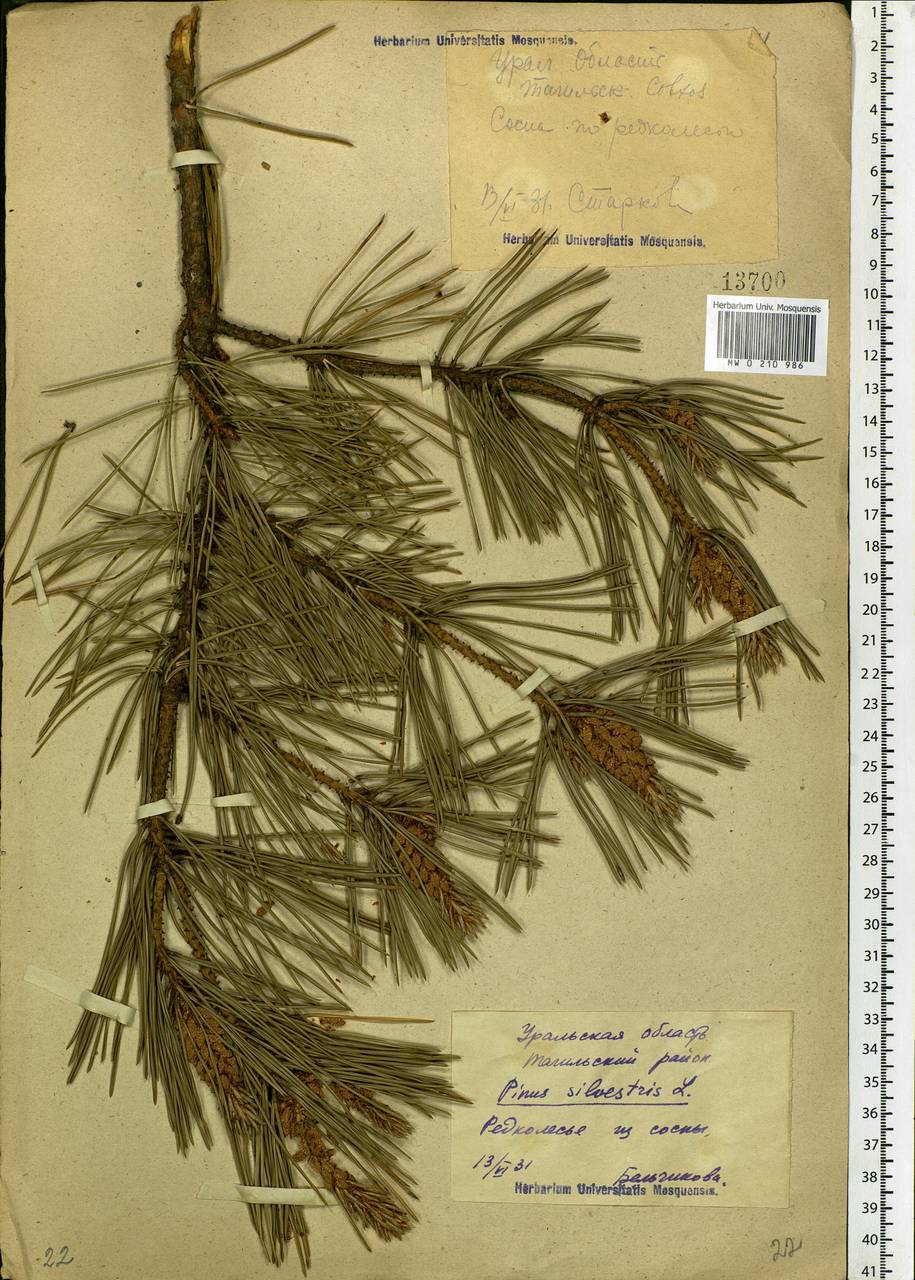 Pinus sylvestris L., Eastern Europe, Eastern region (E10) (Russia)
