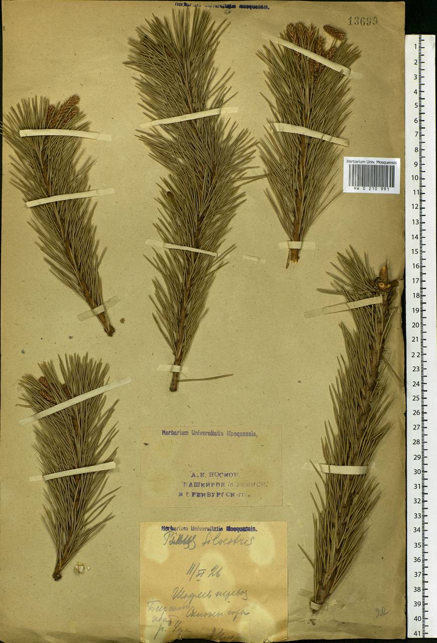 Pinus sylvestris L., Eastern Europe, Eastern region (E10) (Russia)