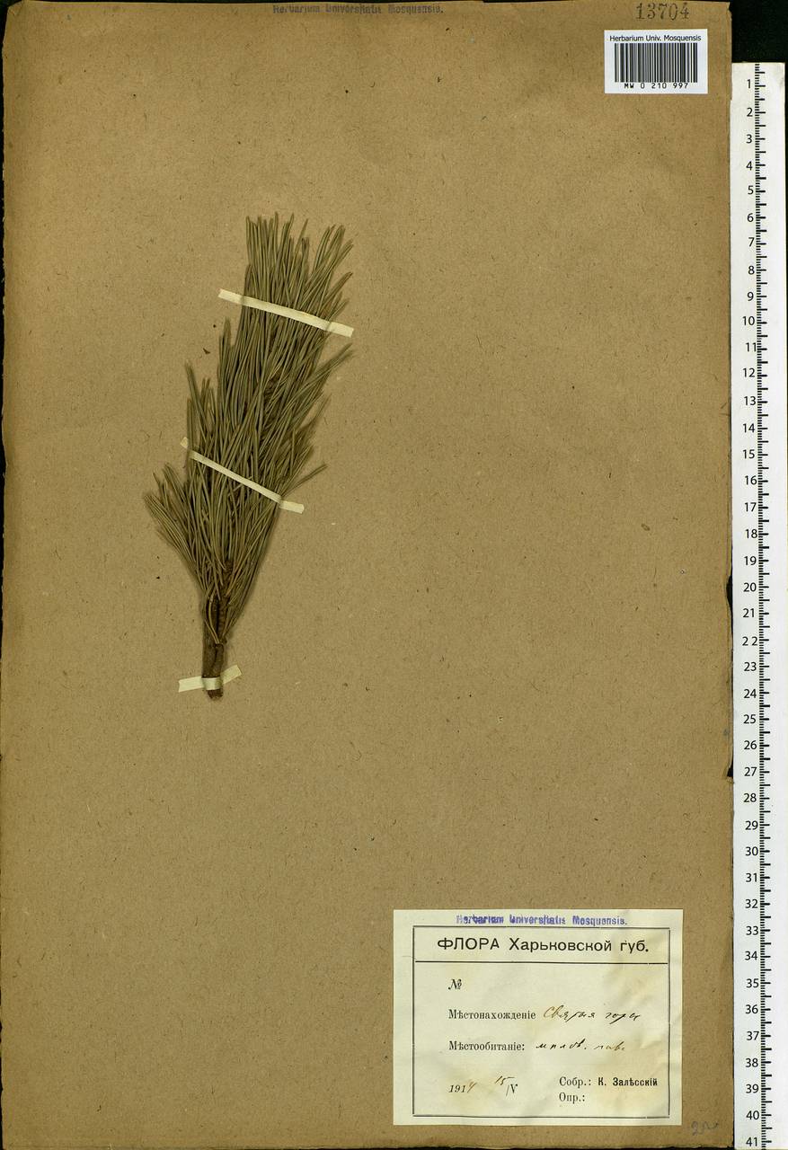 Pinus sylvestris L., Eastern Europe, South Ukrainian region (E12) (Ukraine)