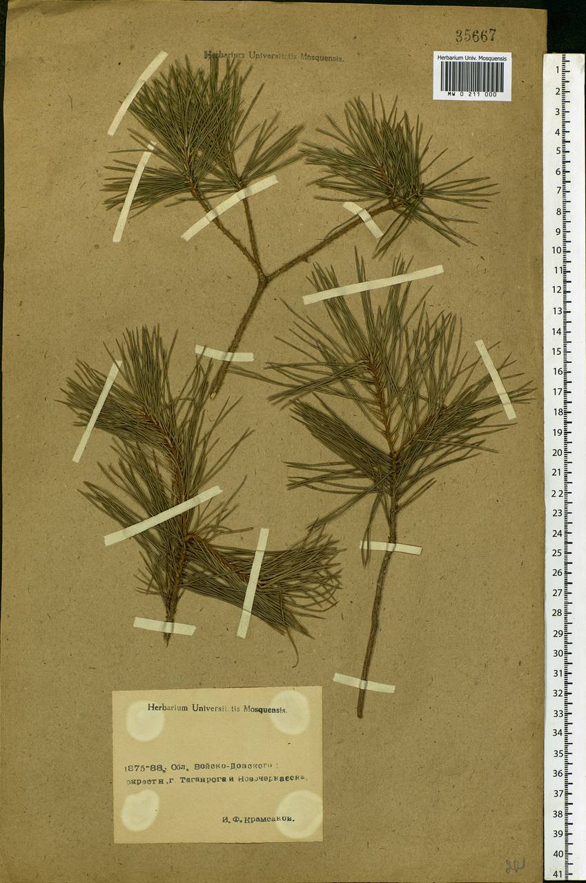 Pinus sylvestris L., Eastern Europe, Rostov Oblast (E12a) (Russia)