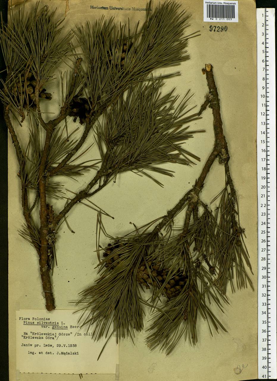 Pinus sylvestris L., Eastern Europe, West Ukrainian region (E13) (Ukraine)