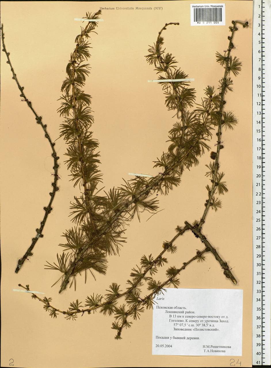 Larix, Eastern Europe, North-Western region (E2) (Russia)