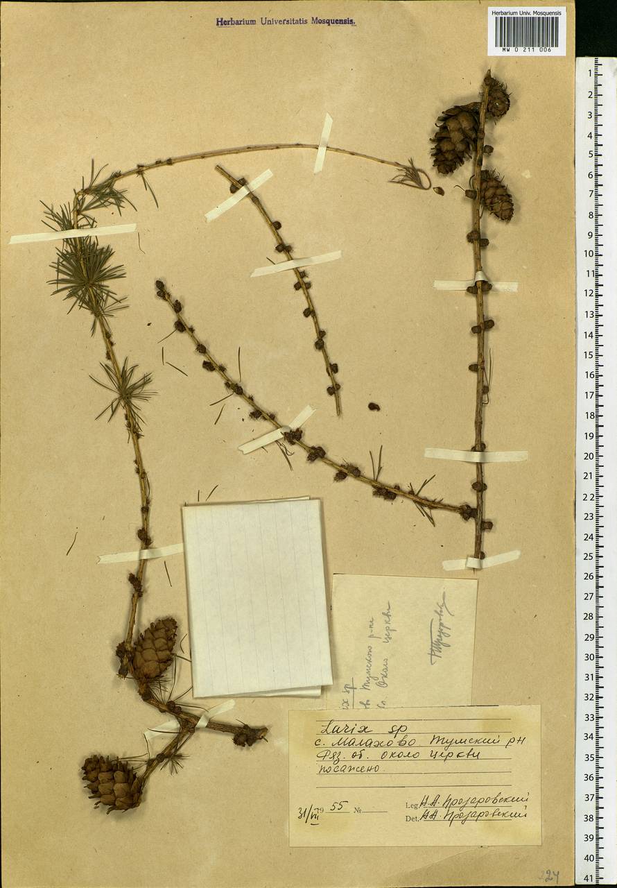 Larix, Eastern Europe, Central region (E4) (Russia)