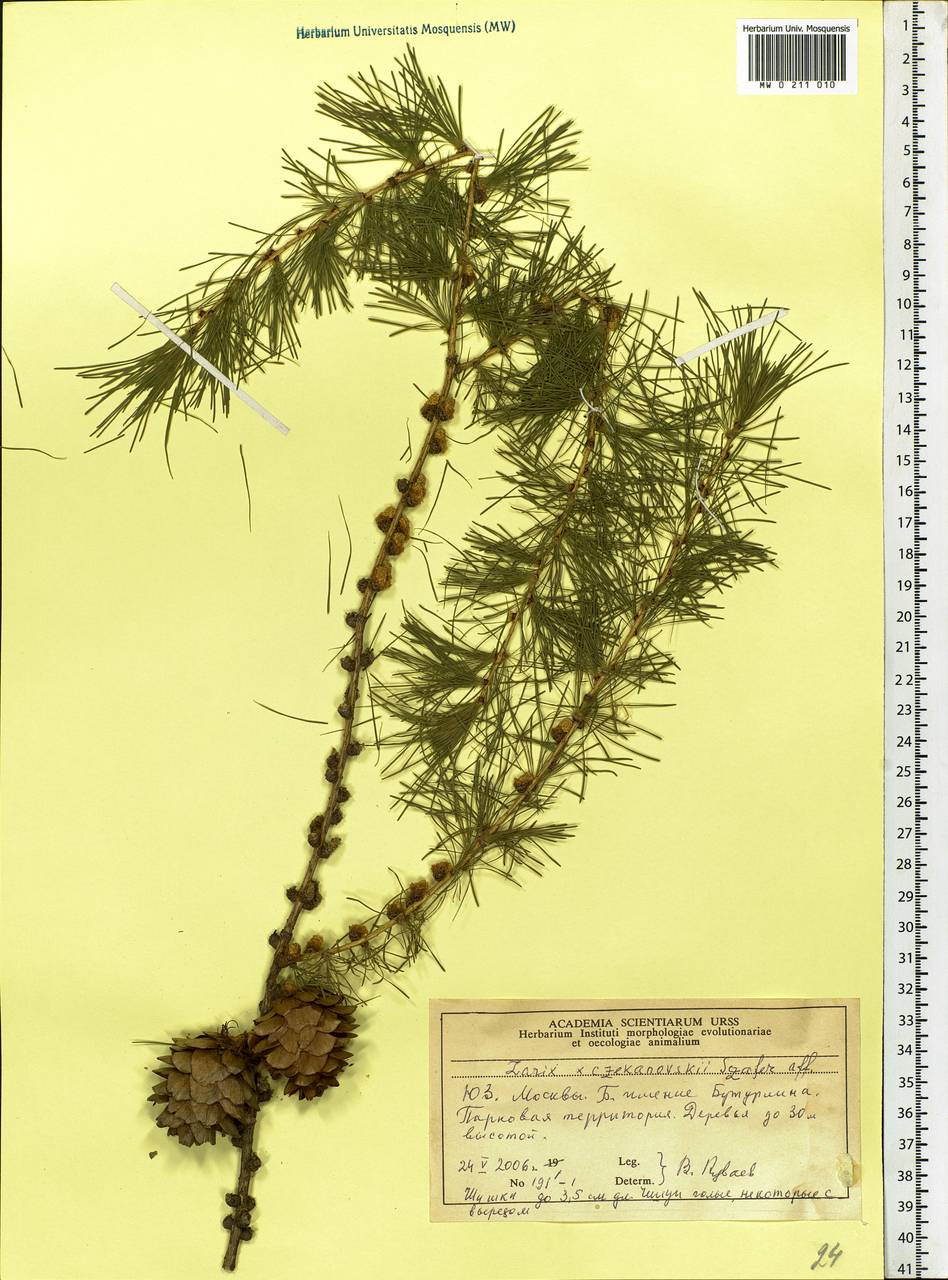 Larix czekanowskii Szafer, Eastern Europe, Moscow region (E4a) (Russia)