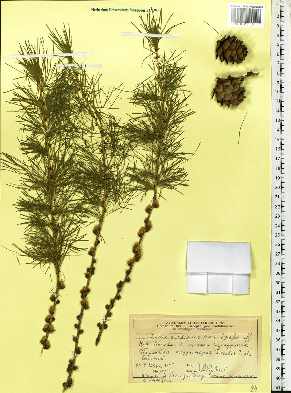 Larix czekanowskii Szafer, Eastern Europe, Moscow region (E4a) (Russia)