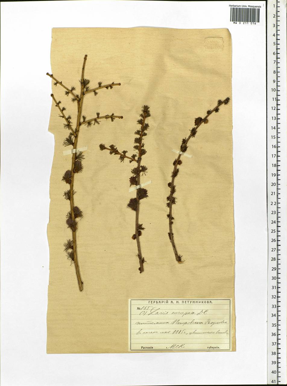 Larix decidua (L.) Mill., Eastern Europe, Moscow region (E4a) (Russia)