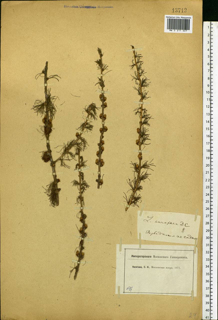 Larix decidua (L.) Mill., Eastern Europe, Moscow region (E4a) (Russia)