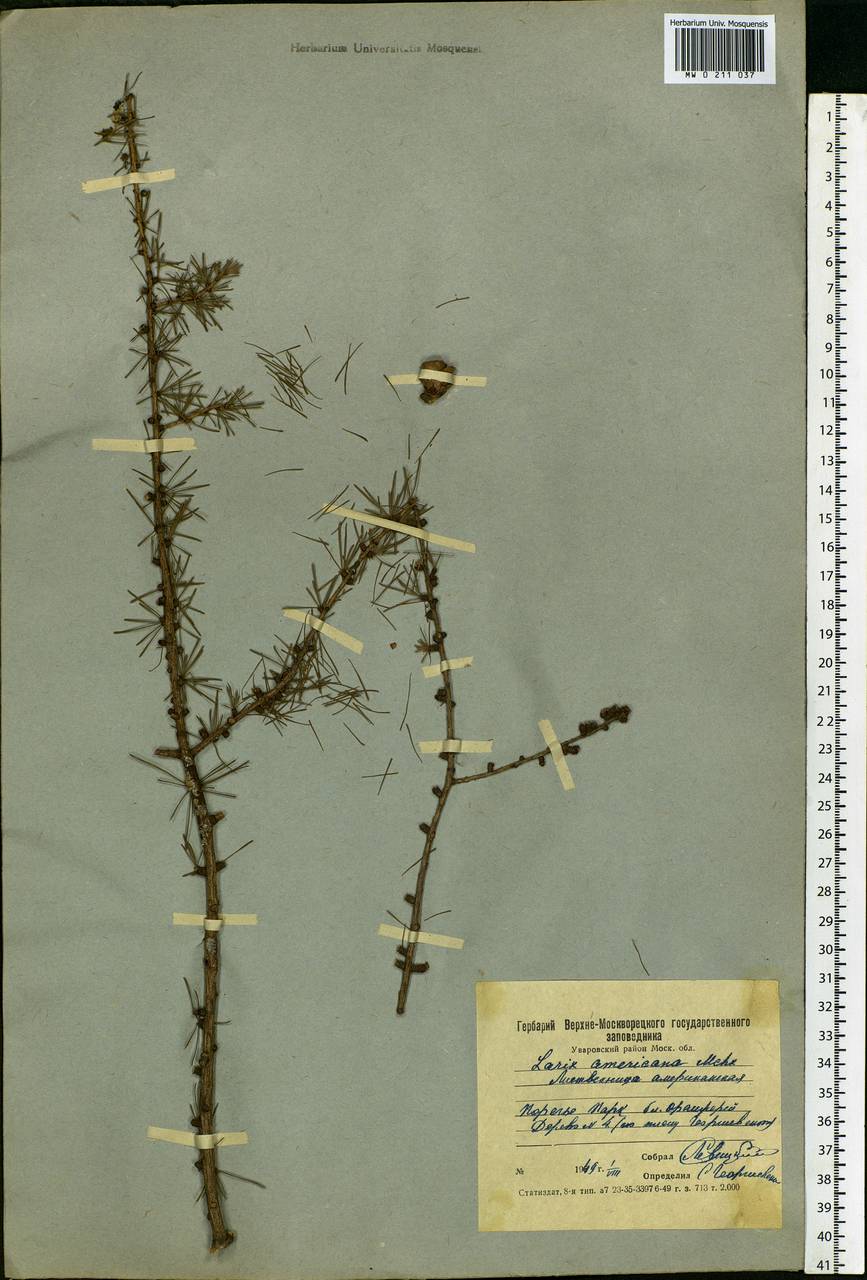 Larix decidua var. polonica (Racib. ex Wóycicki) Ostenf. & Syrach, Eastern Europe, Moscow region (E4a) (Russia)