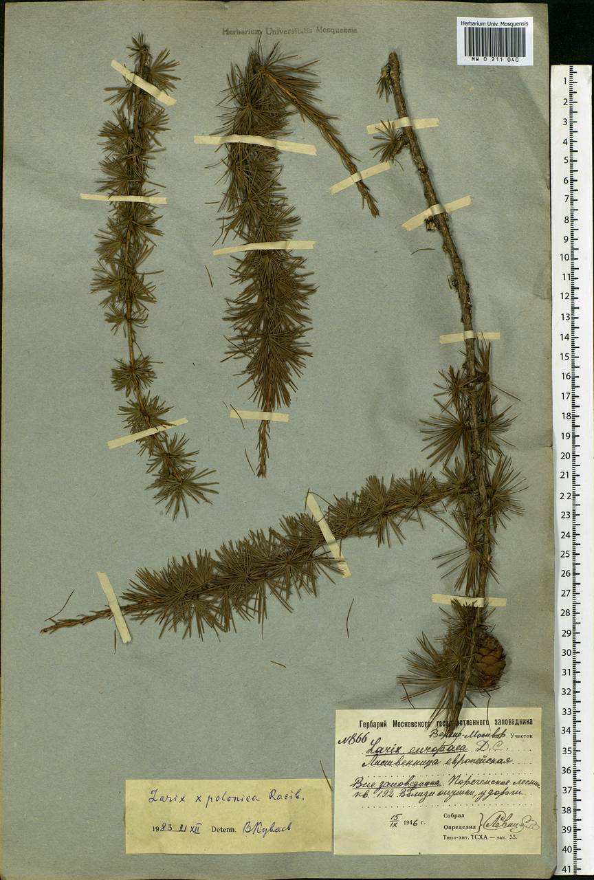 Larix decidua var. polonica (Racib. ex Wóycicki) Ostenf. & Syrach, Eastern Europe, Moscow region (E4a) (Russia)