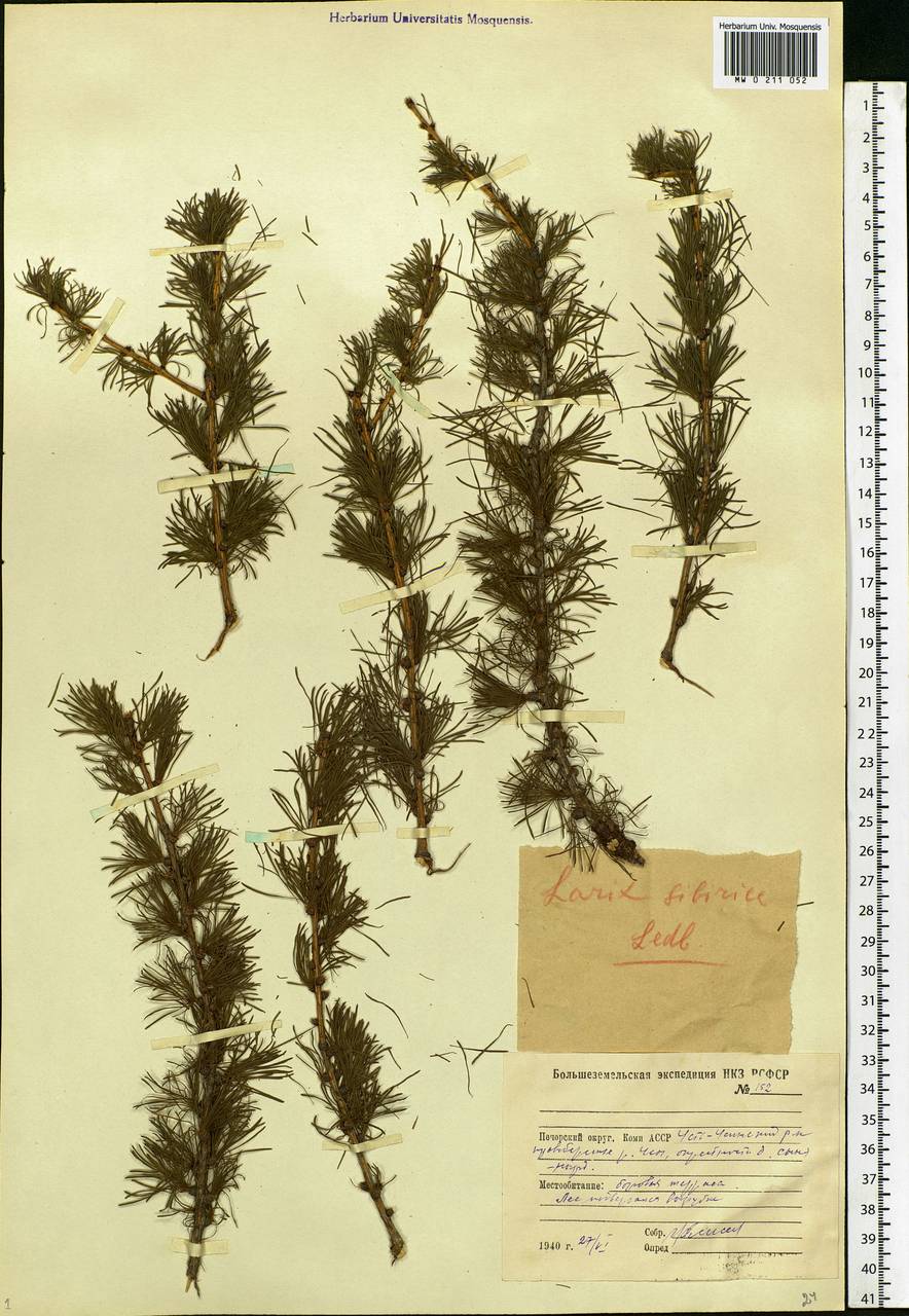 Larix sibirica Ledeb., Eastern Europe, Northern region (E1) (Russia)