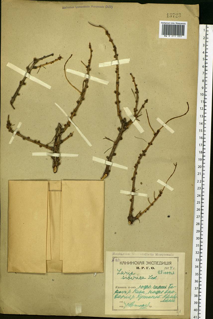 Larix sibirica Ledeb., Eastern Europe, Northern region (E1) (Russia)