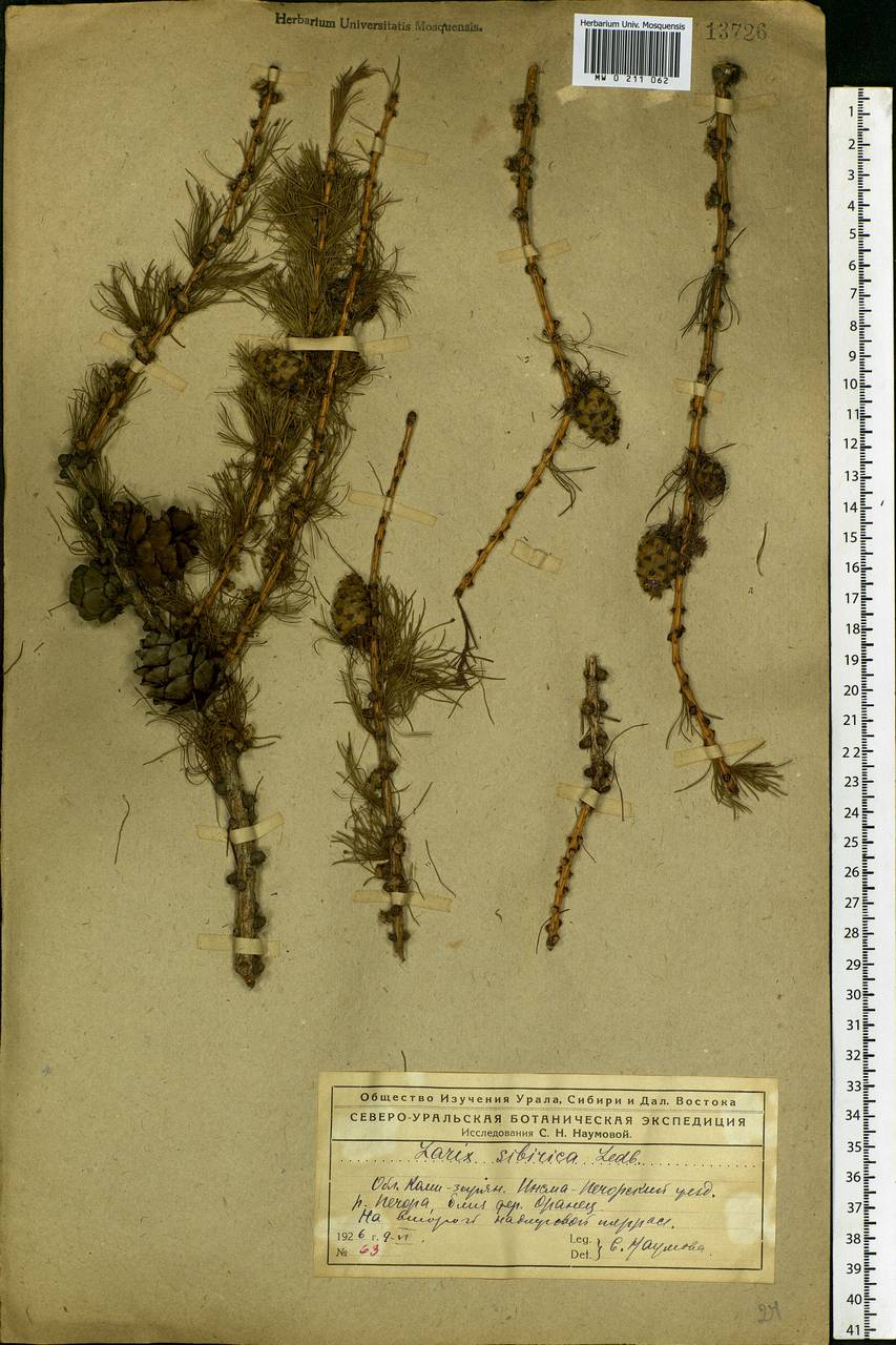 Larix sibirica Ledeb., Eastern Europe, Northern region (E1) (Russia)