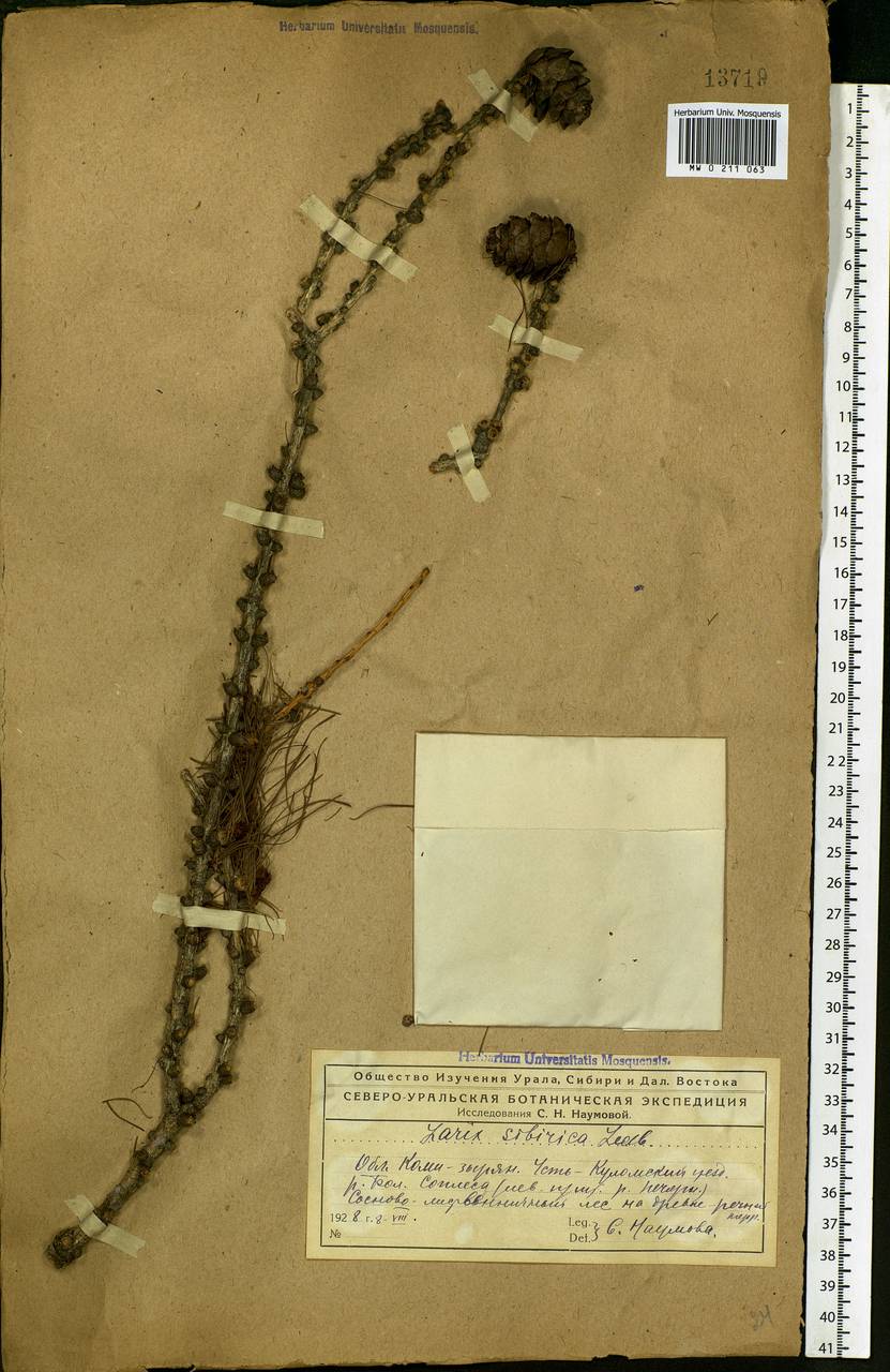 Larix sibirica Ledeb., Eastern Europe, Northern region (E1) (Russia)