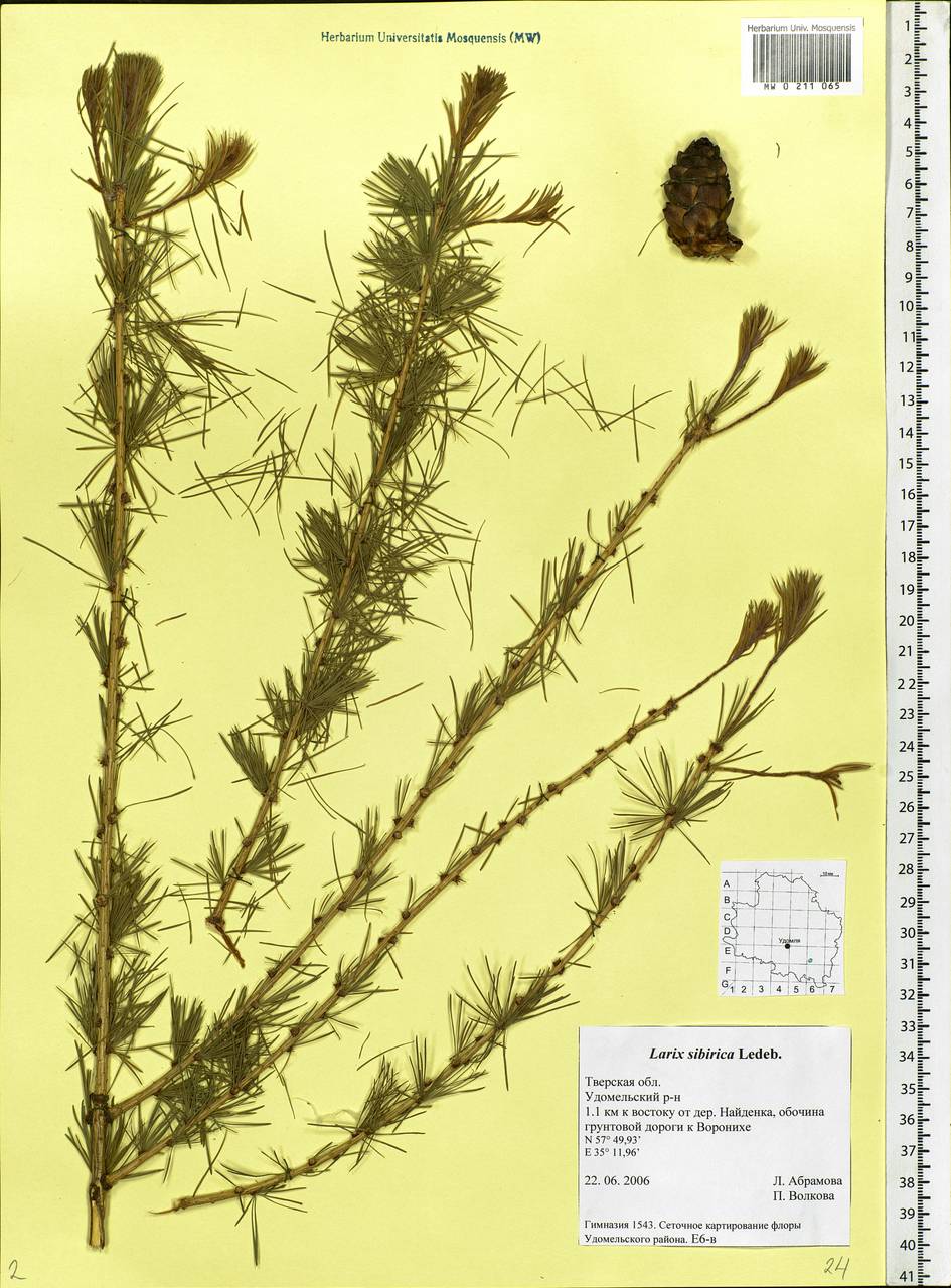 Larix sibirica Ledeb., Eastern Europe, North-Western region (E2) (Russia)