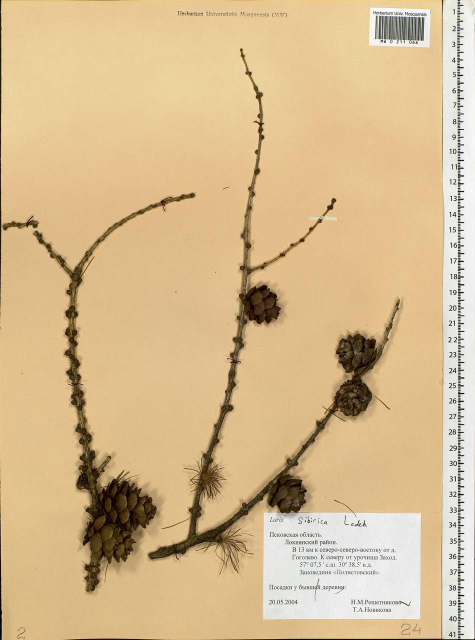 Larix sibirica Ledeb., Eastern Europe, North-Western region (E2) (Russia)