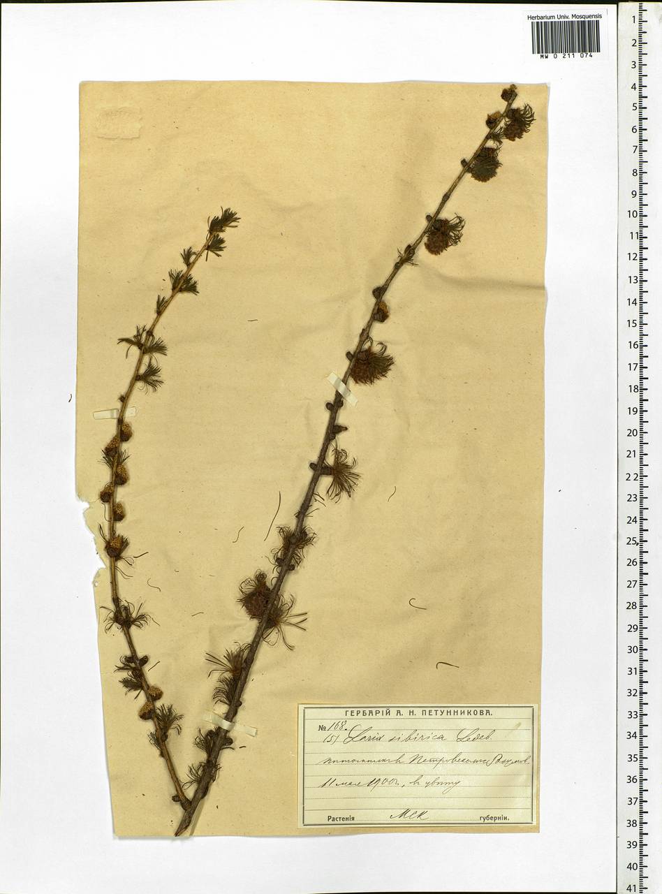 Larix sibirica Ledeb., Eastern Europe, Moscow region (E4a) (Russia)