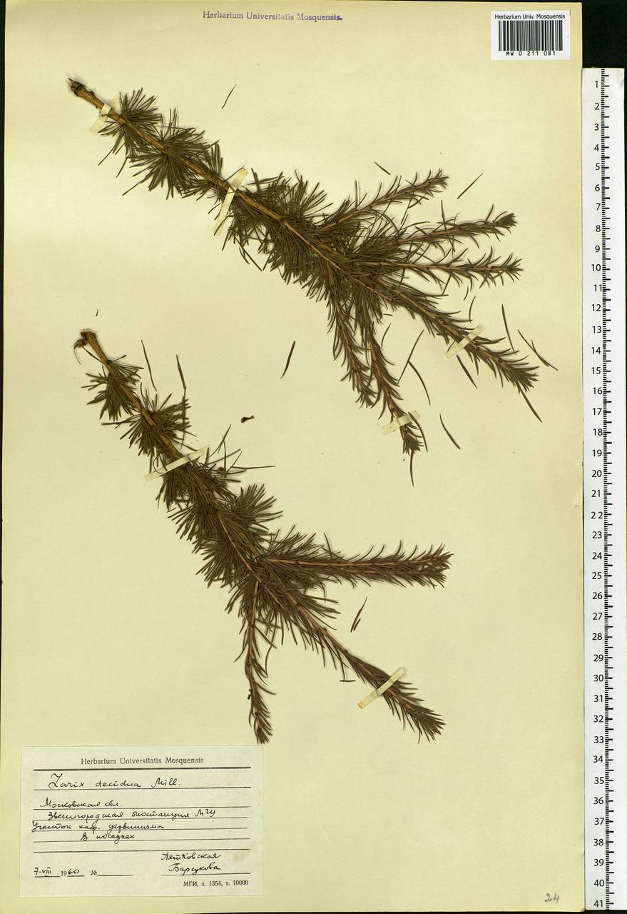 Larix sibirica Ledeb., Eastern Europe, Moscow region (E4a) (Russia)