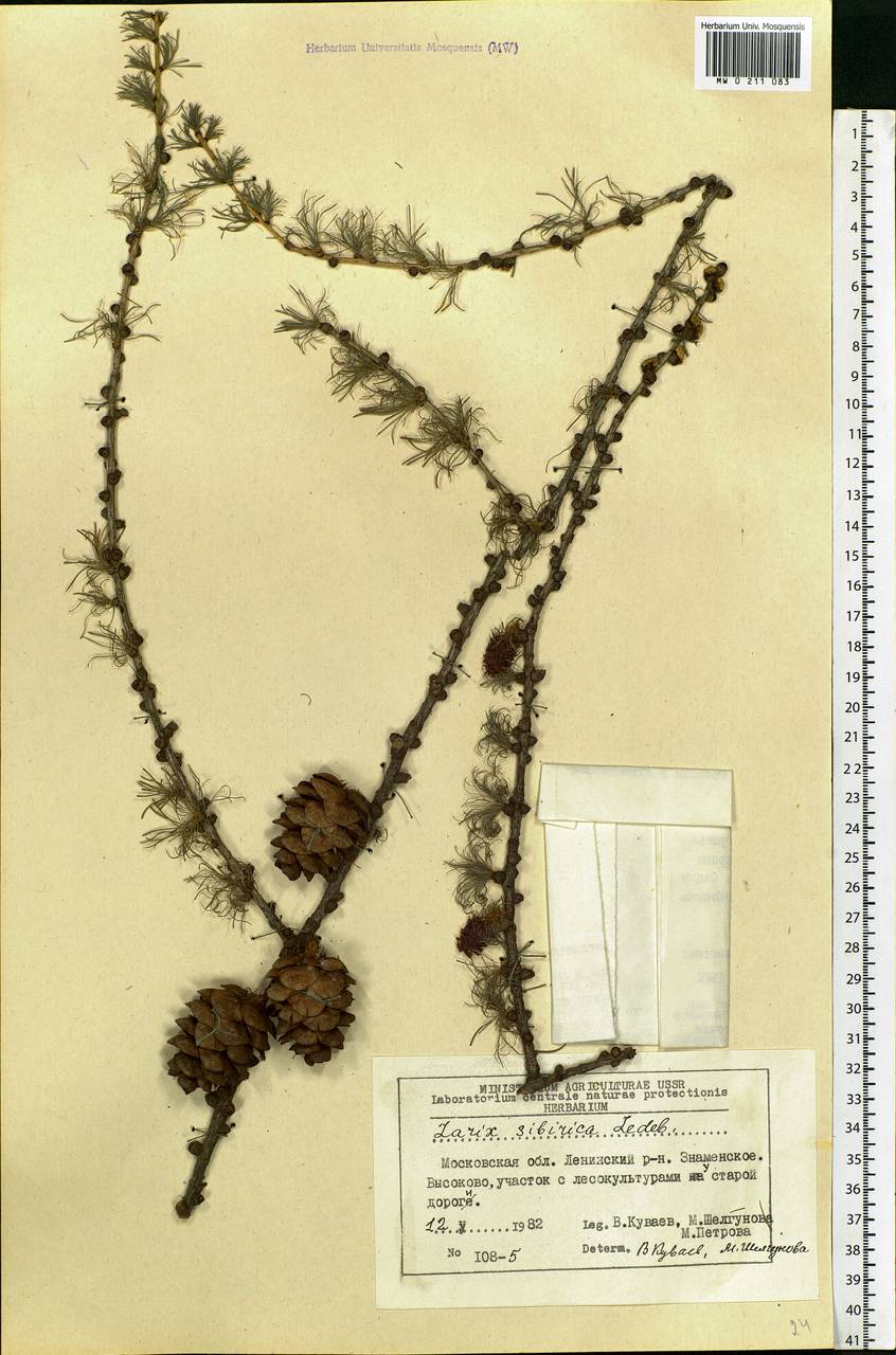 Larix sibirica Ledeb., Eastern Europe, Moscow region (E4a) (Russia)