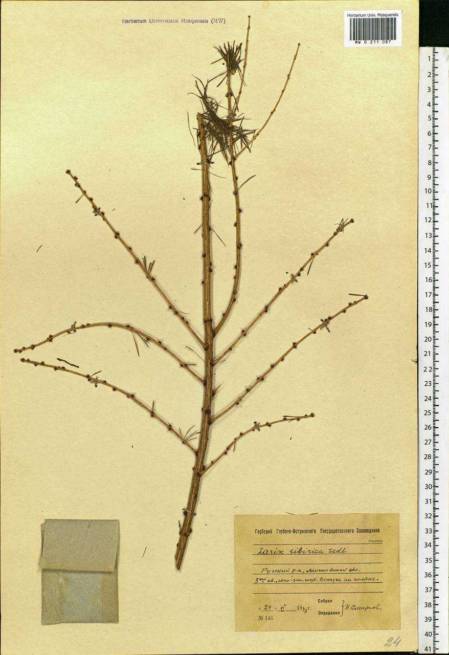 Larix sibirica Ledeb., Eastern Europe, Moscow region (E4a) (Russia)