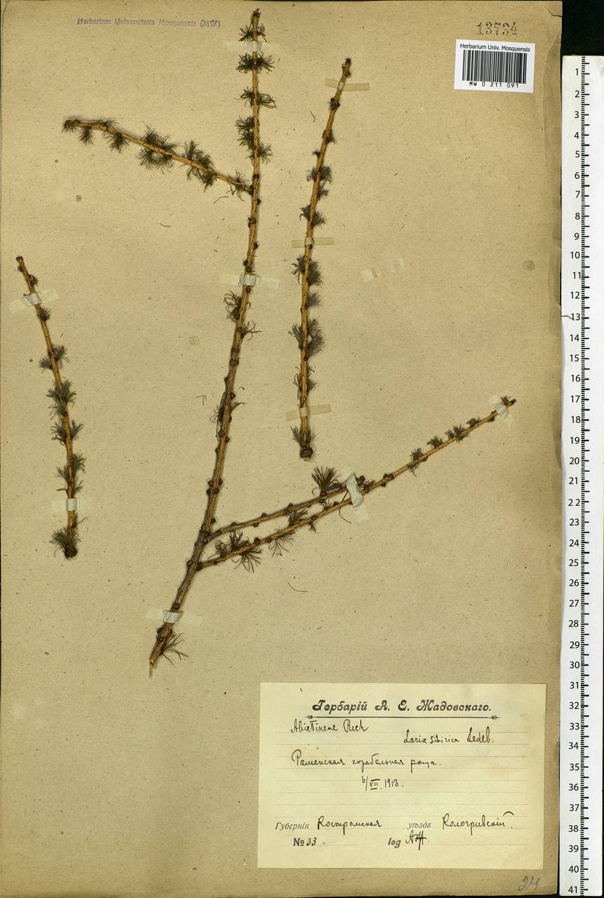 Larix sibirica Ledeb., Eastern Europe, Central forest region (E5) (Russia)
